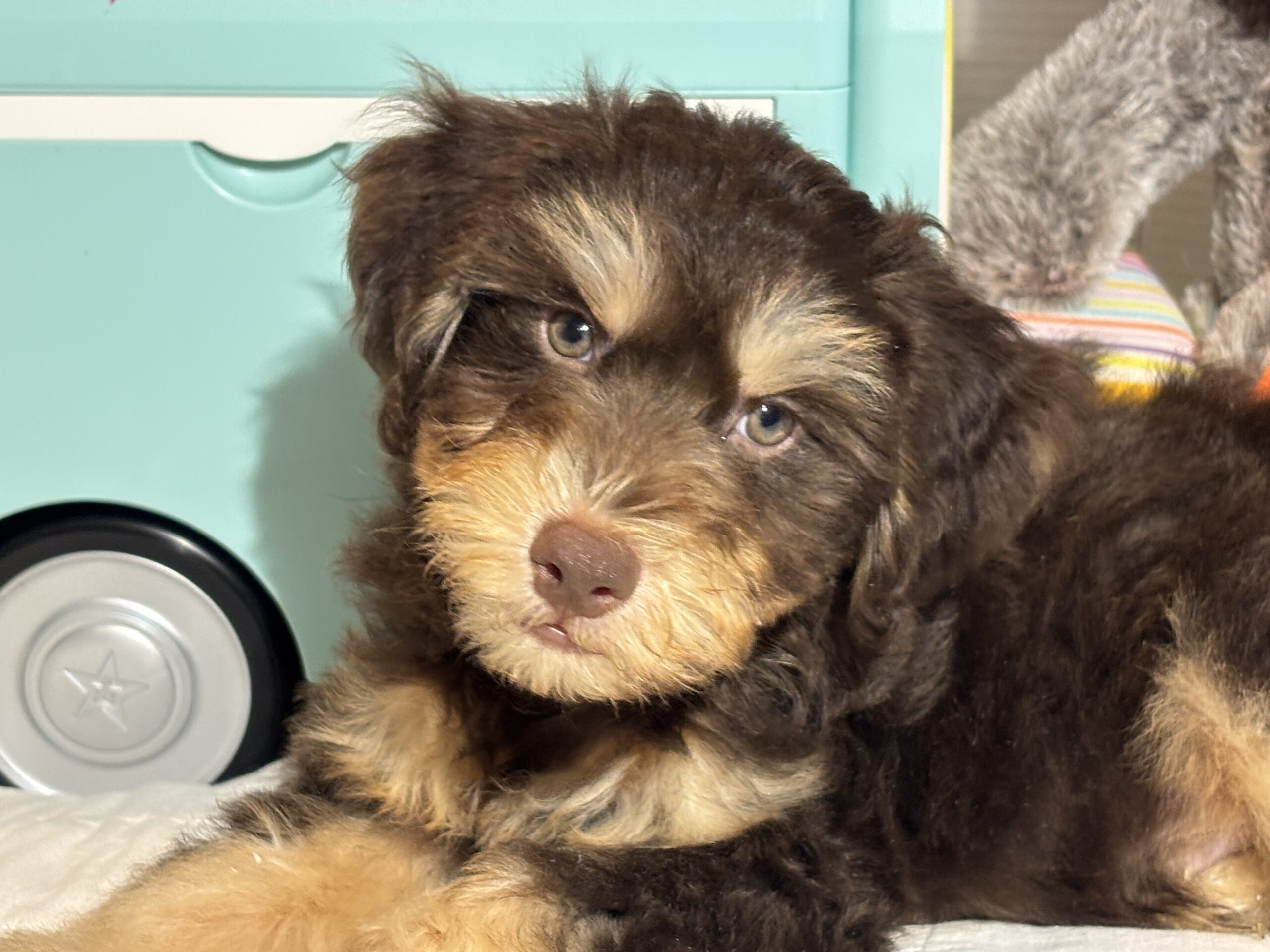 MILO – Miniature Schnoodle $2500