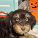 OLIVER – Miniature Schnoodle $2500