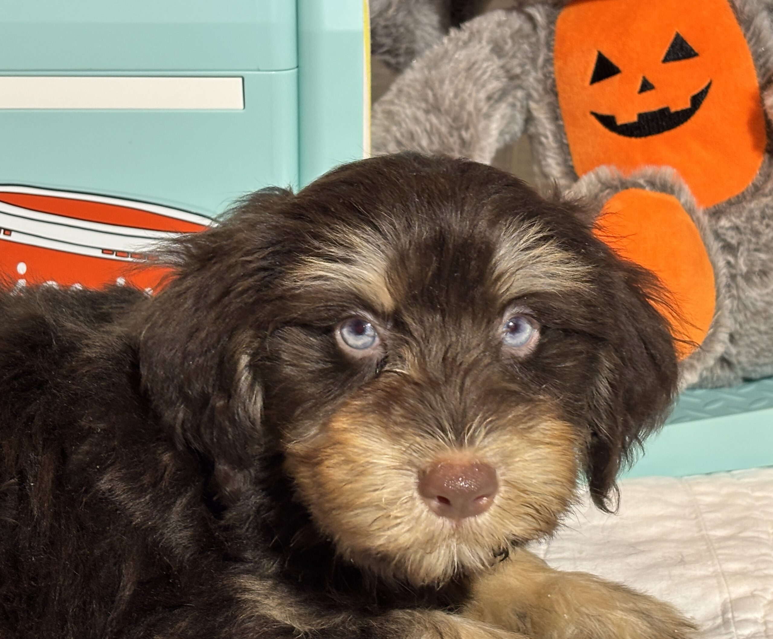 OLIVER – Miniature Schnoodle $2500