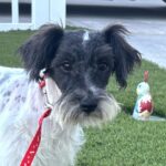 Peanut – Miniature Schnauzer $950
