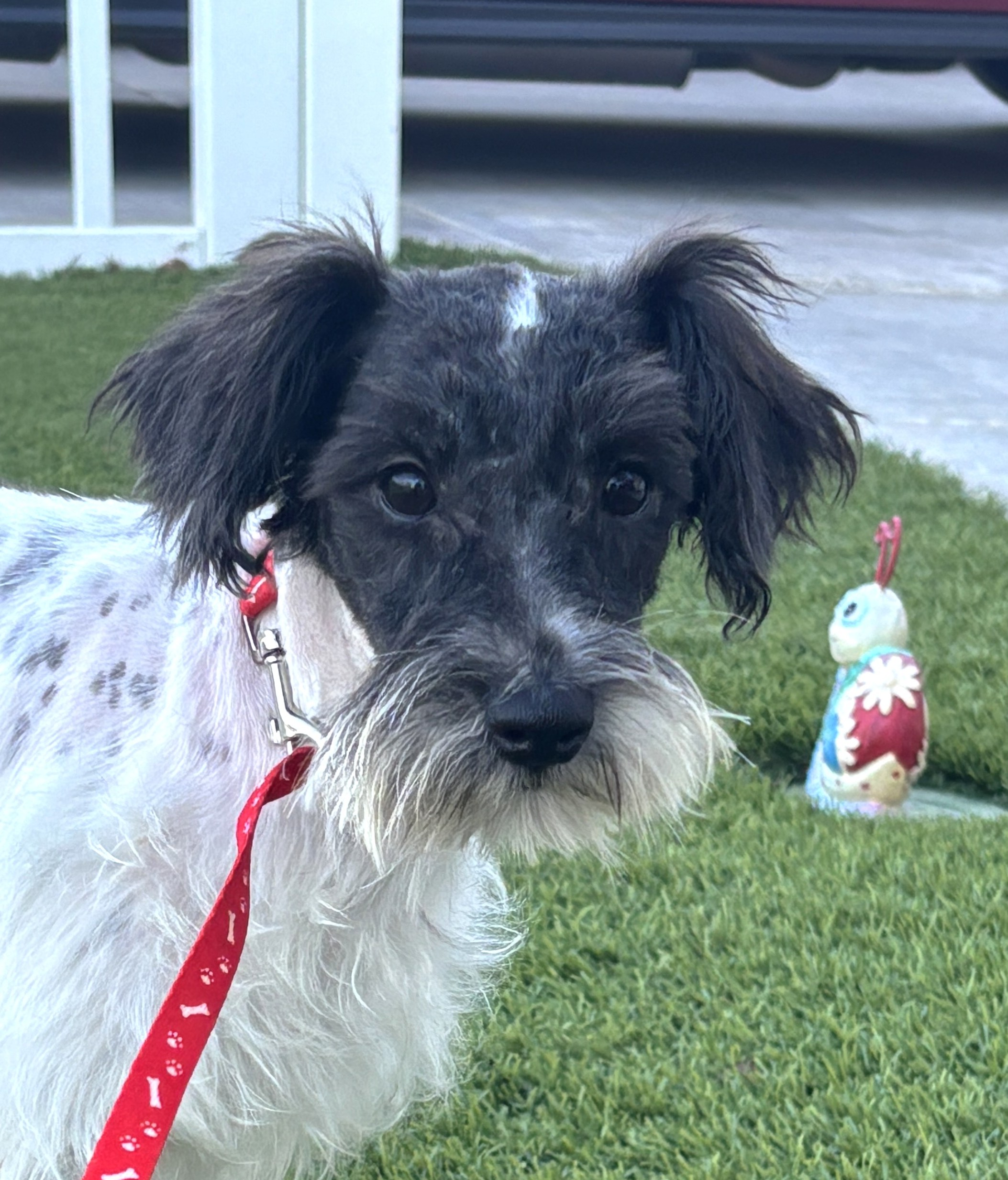 Peanut – Miniature Schnauzer $950