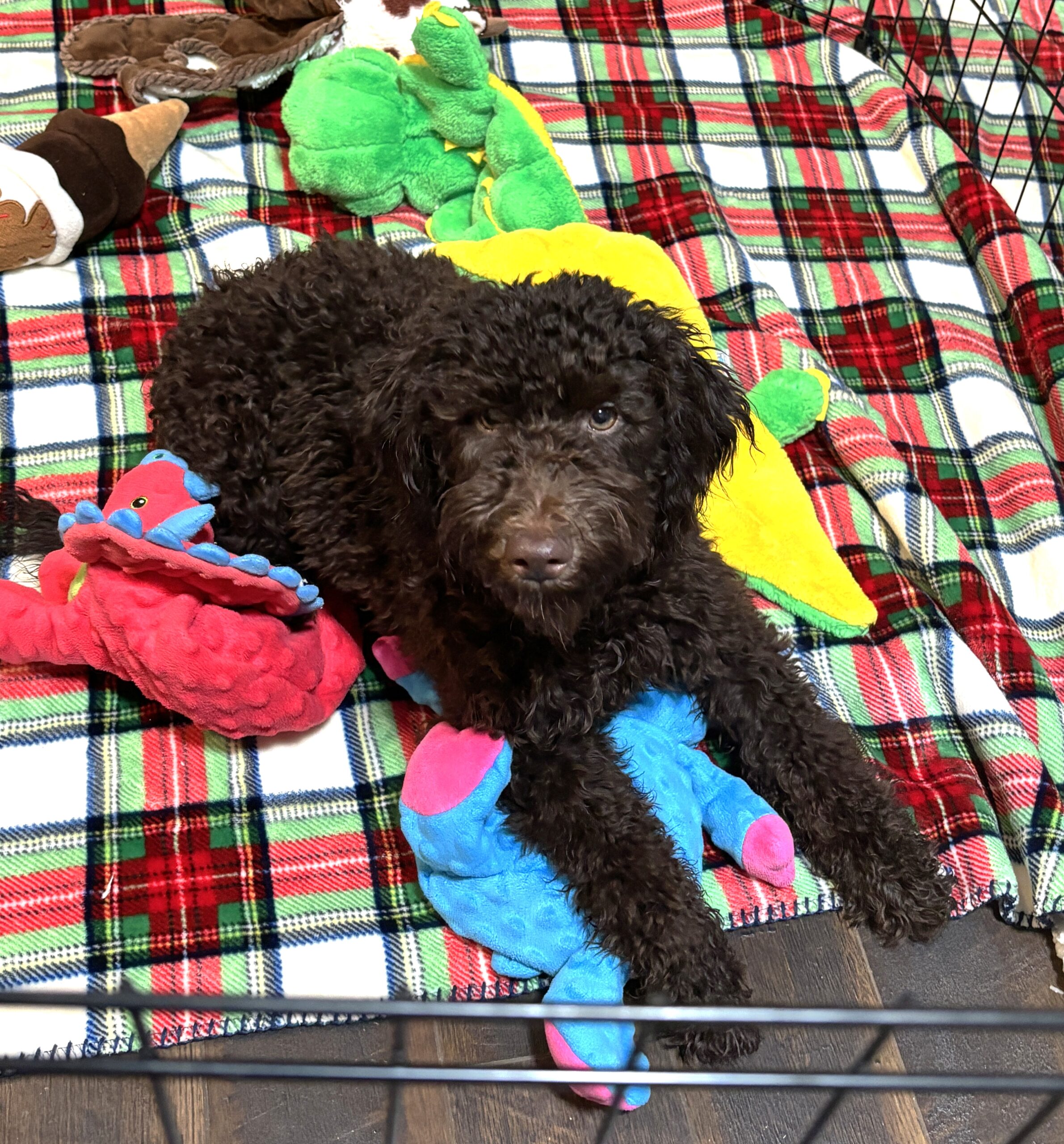 RICKY – Miniature Schnoodle $2300