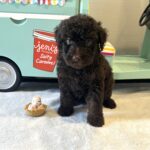RICKY – Miniature Schnoodle $2300