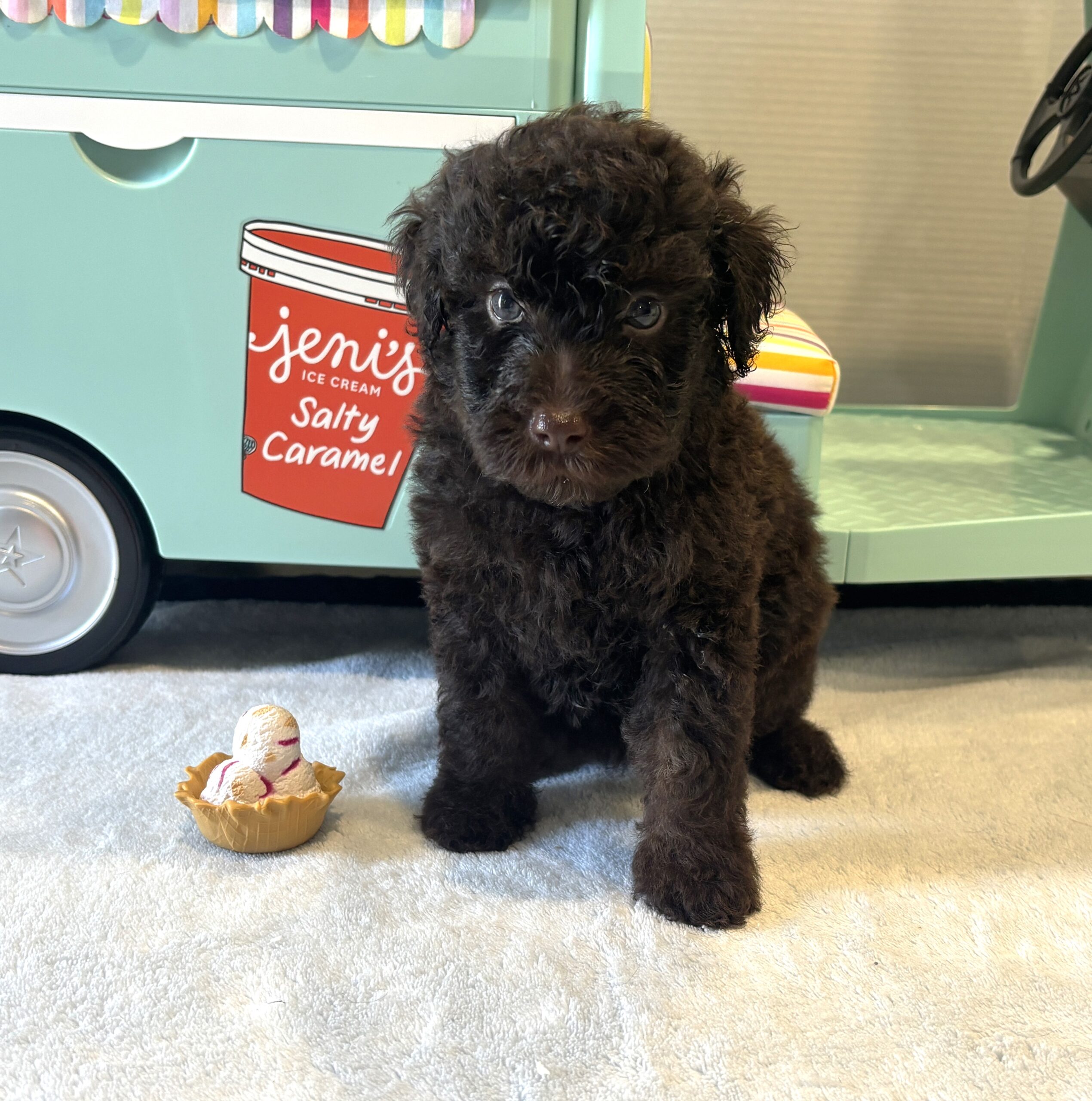 RICKY – Miniature Schnoodle $2300