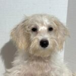 RIVER – Miniature Schnoodle $2000