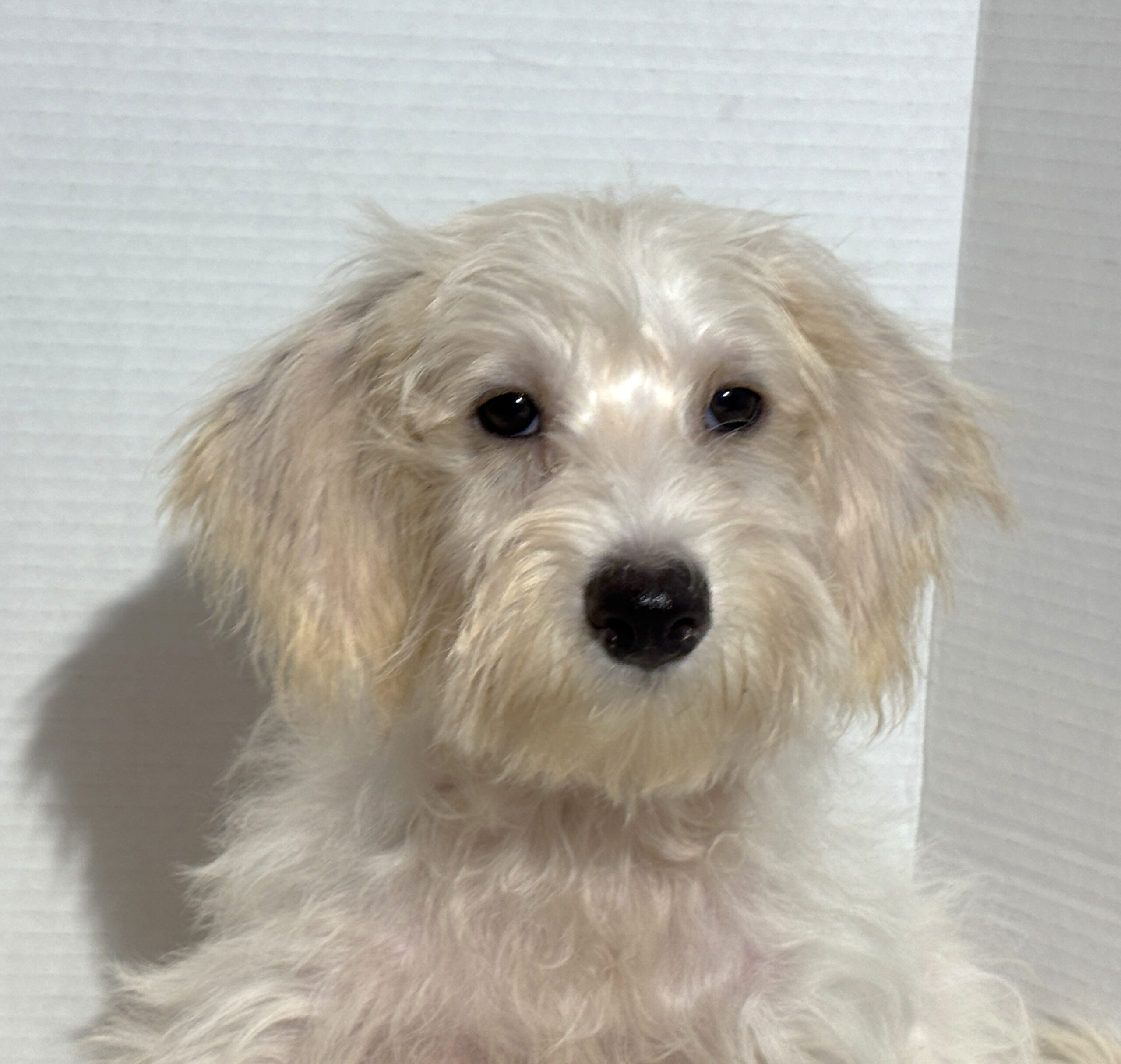 RIVER – Miniature Schnoodle $2000