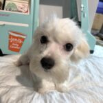 SKIP – Chonzer $600