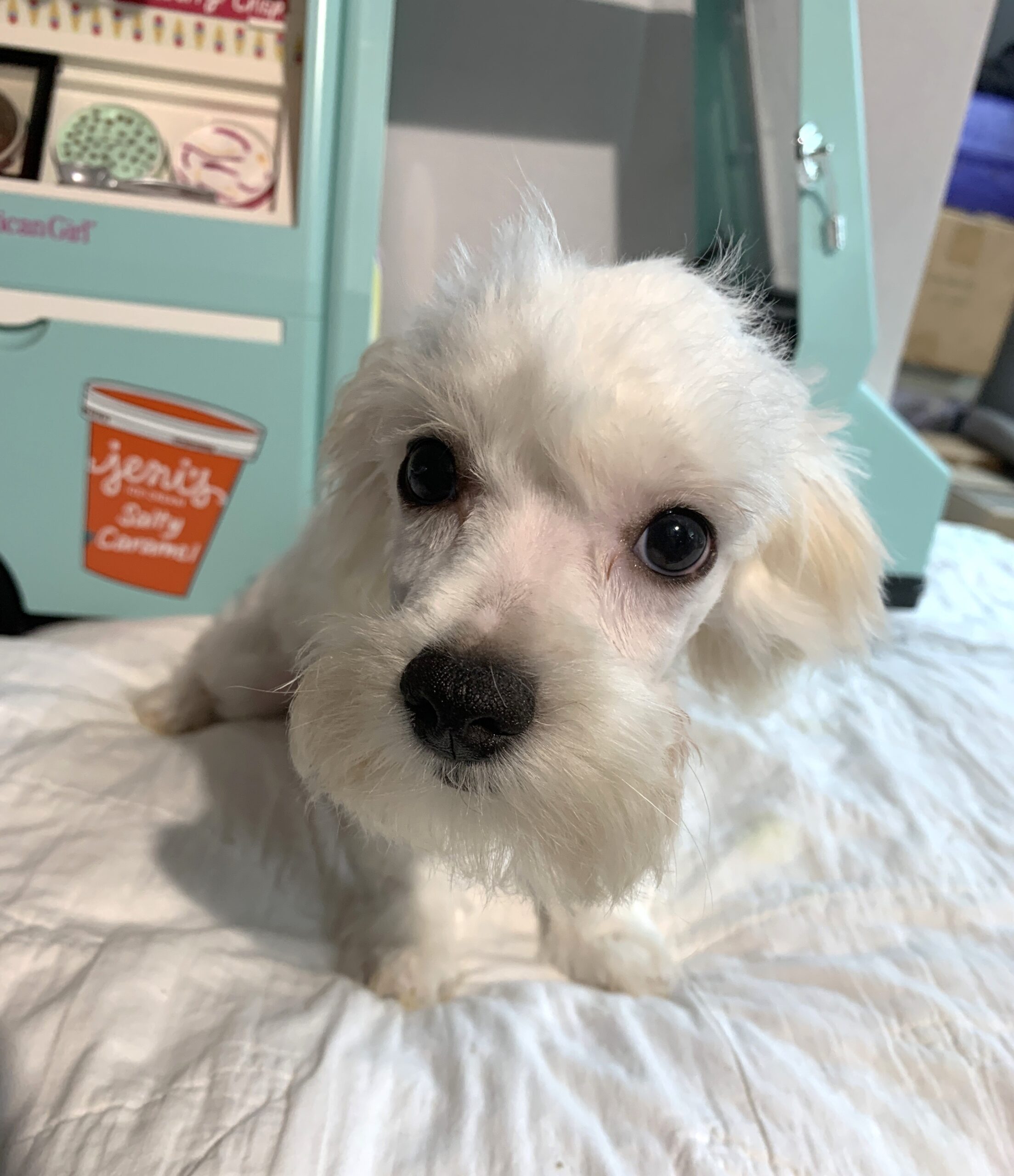 SKIP – Chonzer $600