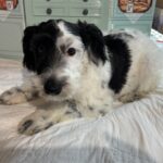 Miniature Schnauzer Texas