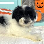 STELLA – Miniature Schnoodle – **RESERVED**