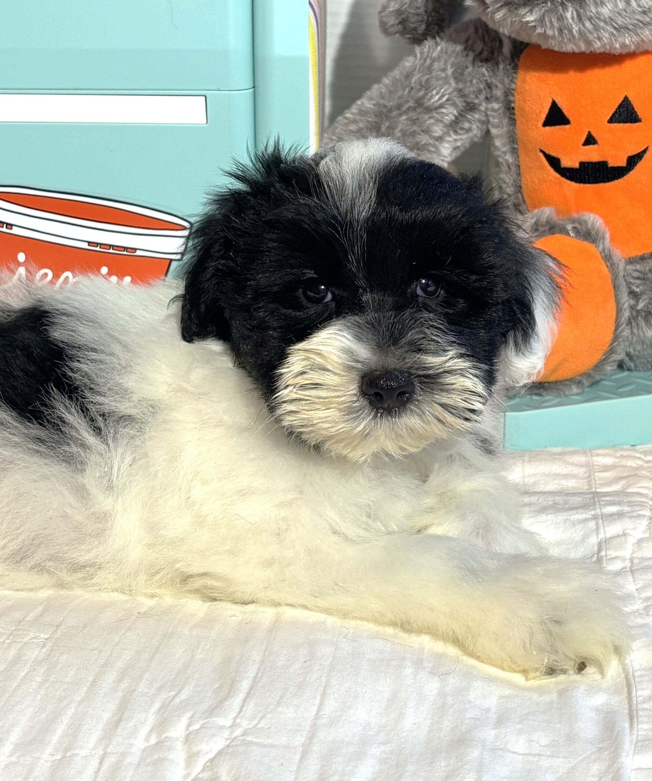 STELLA – Miniature Schnoodle – **RESERVED**