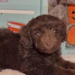TOBY – Miniature Schnoodle $2300