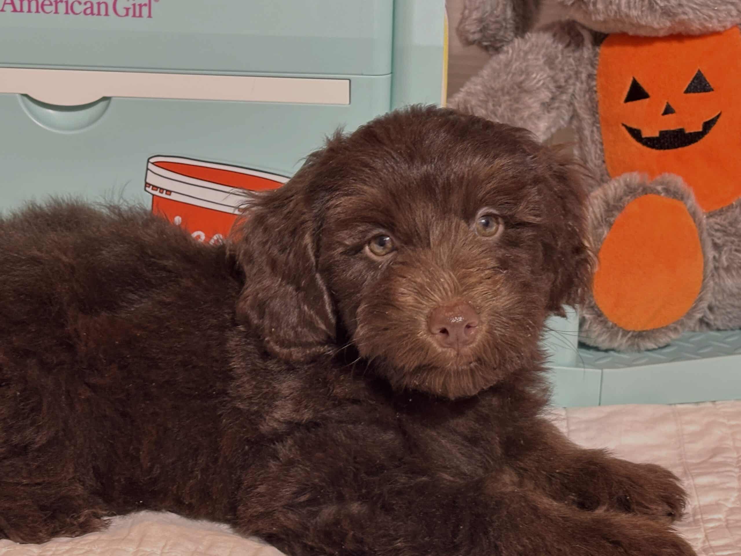 TOBY – Miniature Schnoodle $2300