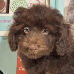 WILLOW – Miniature Schnoodle $2300