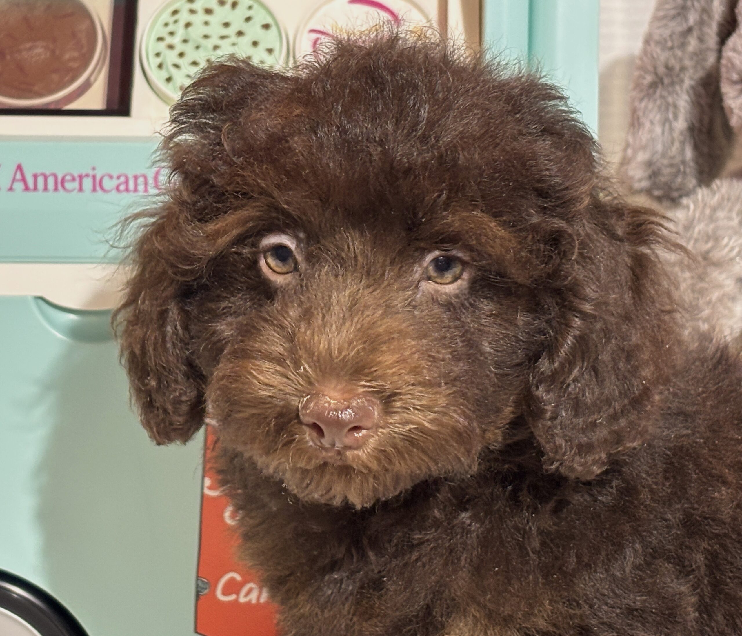 WILLOW – Miniature Schnoodle $2300