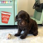 WOODY – Miniature Schnoodle $2300