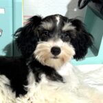 MILLIE – Toy Schnauzer $1800