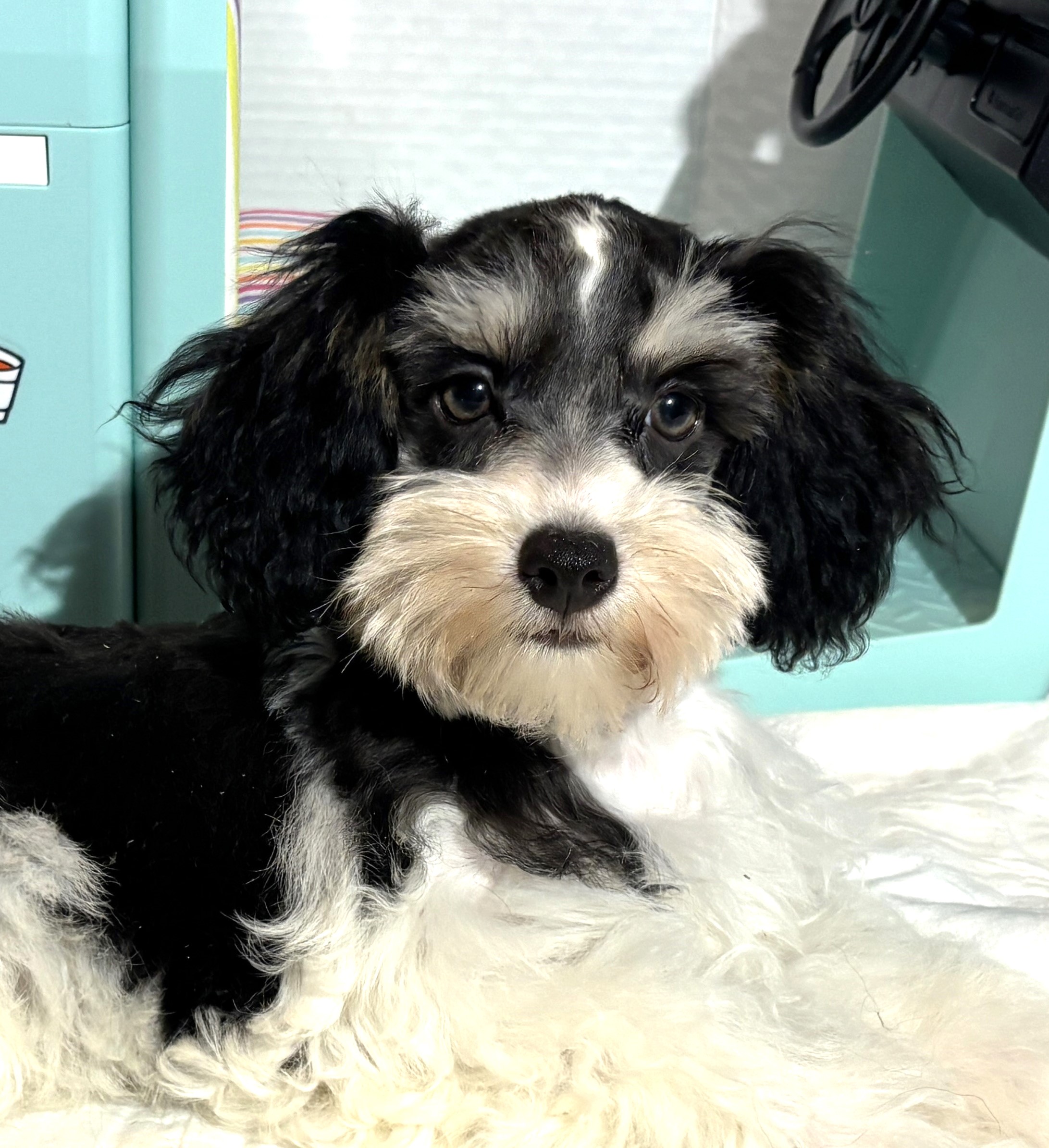 MILLIE – Toy Schnauzer $1800