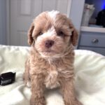 NOAH – Miniature Schnoodle $2800