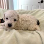 DEXTER – Miniature Schnoodle $2500