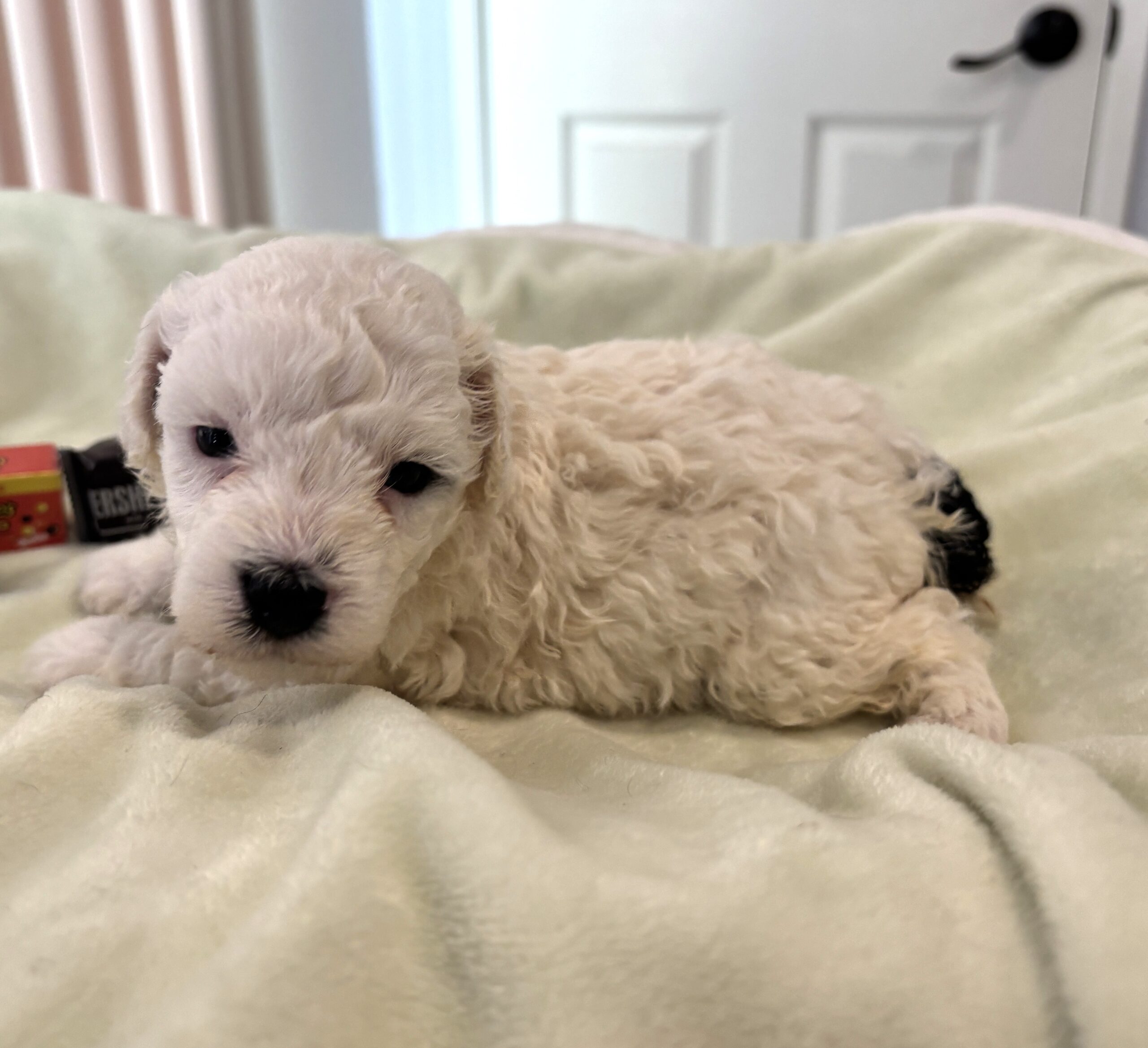DEXTER – Miniature Schnoodle $2500