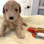 FLINT – Miniature Schnoodle $2300