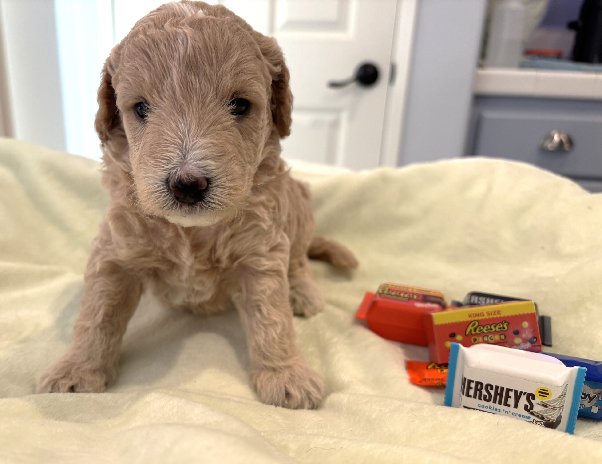 FLINT – Miniature Schnoodle $2300