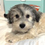 GIZMO – Chonzer $800