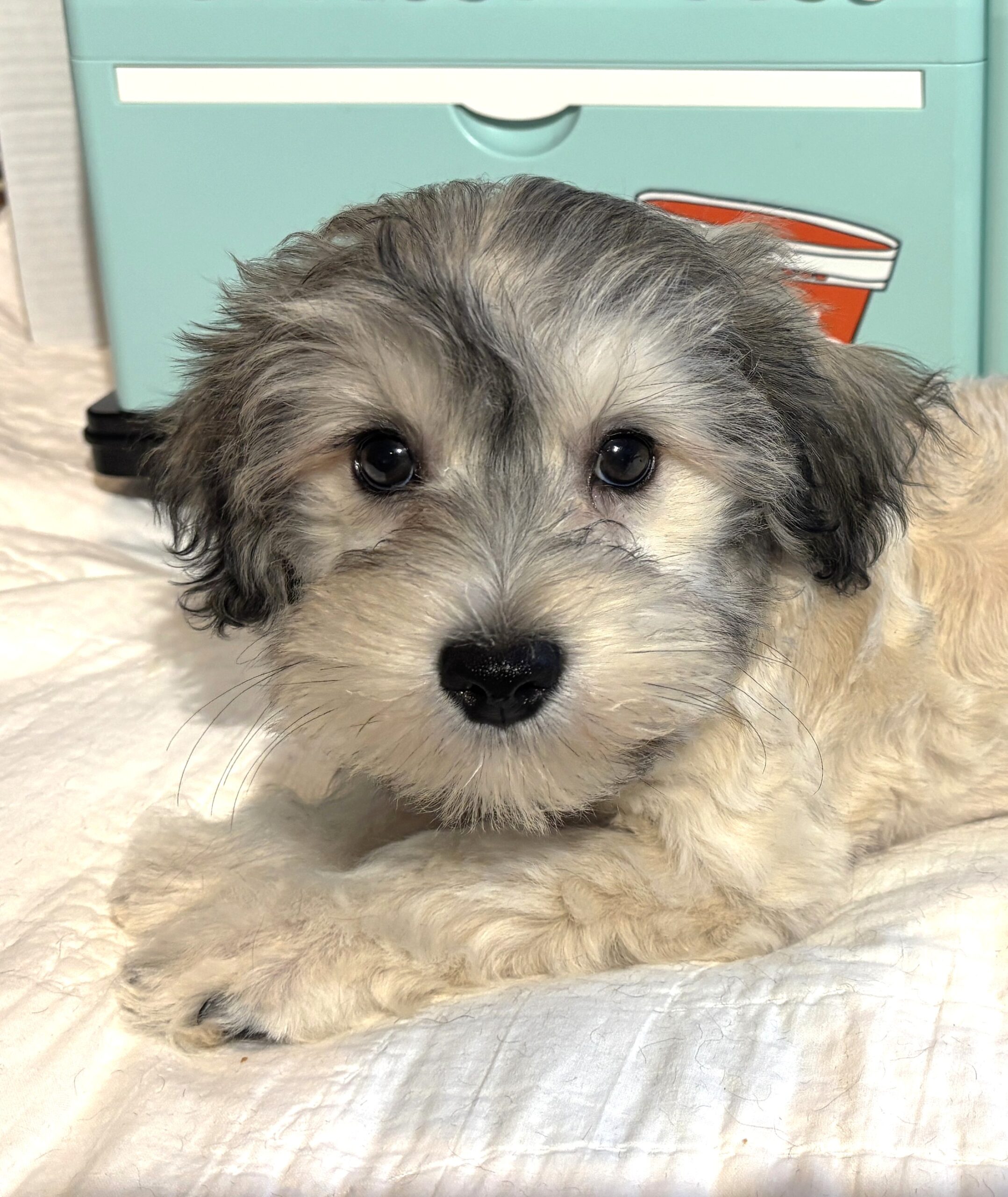 GIZMO – Chonzer $800