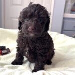 GRANT – Miniature Schnoodle $2400