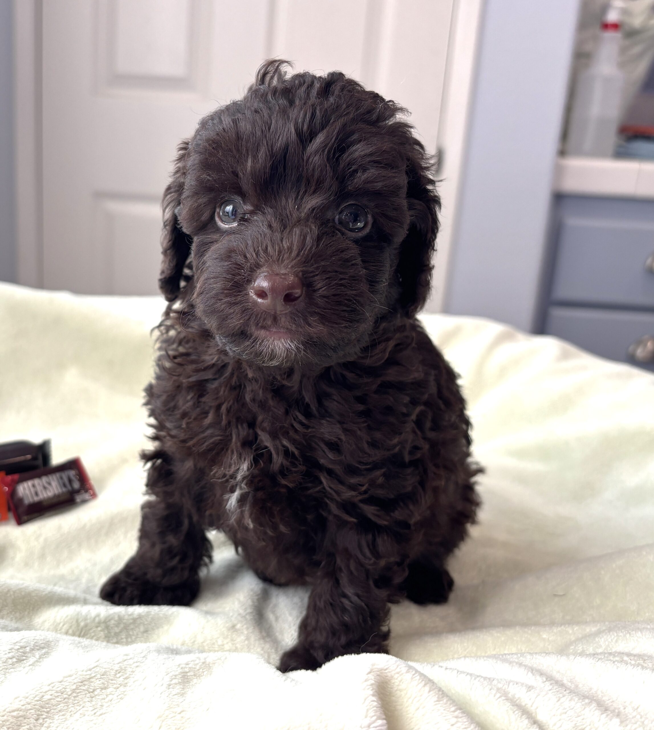 GRANT – Miniature Schnoodle $2400