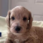 HENRY – Miniature Schnoodle $2500