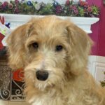 HENRY – Miniature Schnoodle $1800