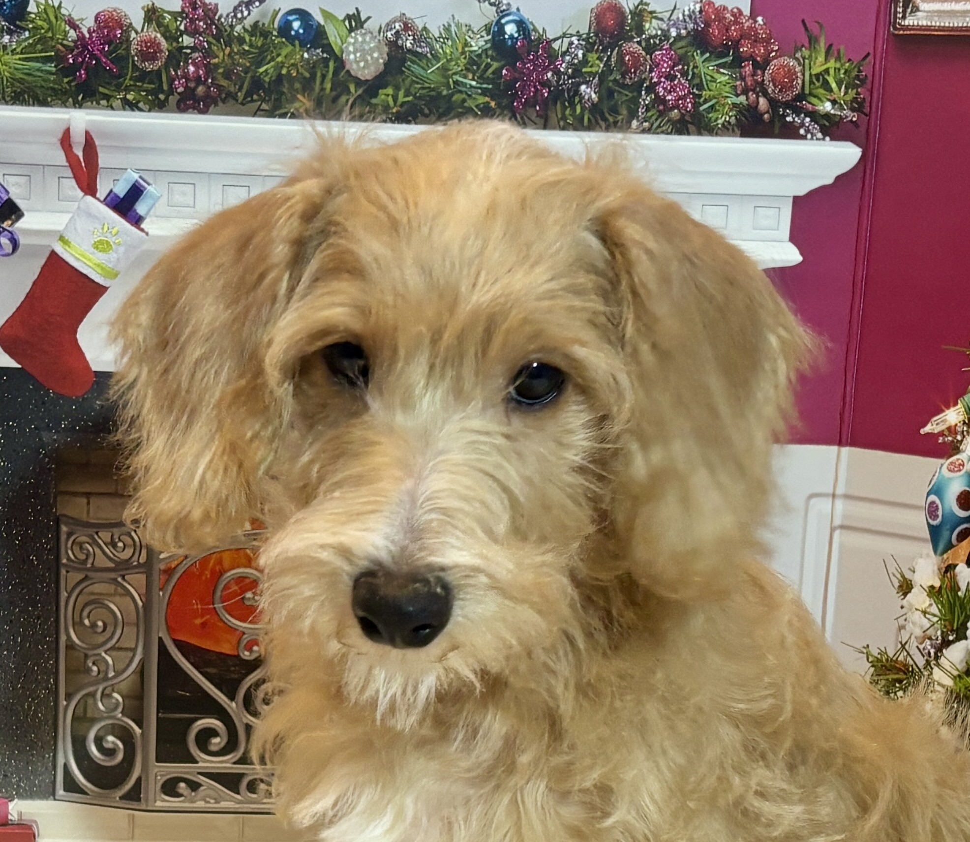HENRY – Miniature Schnoodle $1800