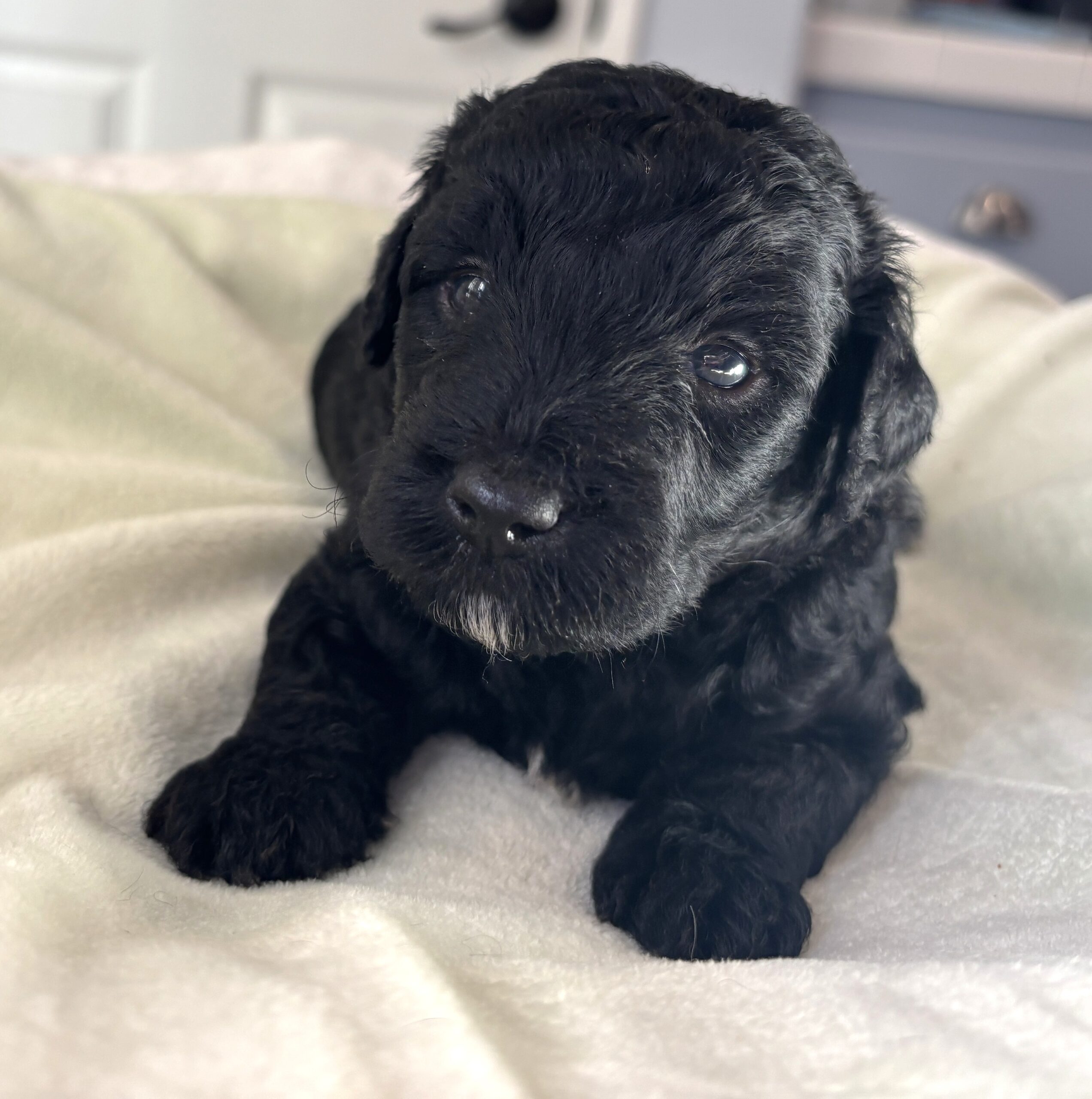 JACK – Miniature Schnoodle $1800
