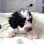 LEROY – Miniature Schnoodle $2500