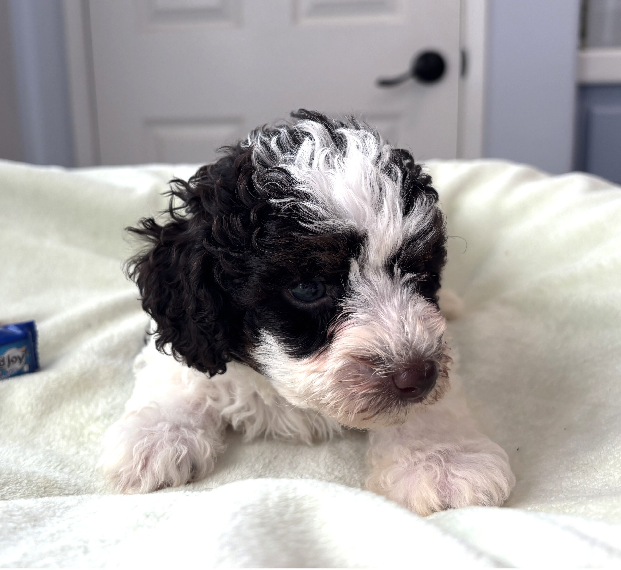 LEROY – Miniature Schnoodle $2500