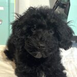 LUCKY – Toy Schnoodle $1800