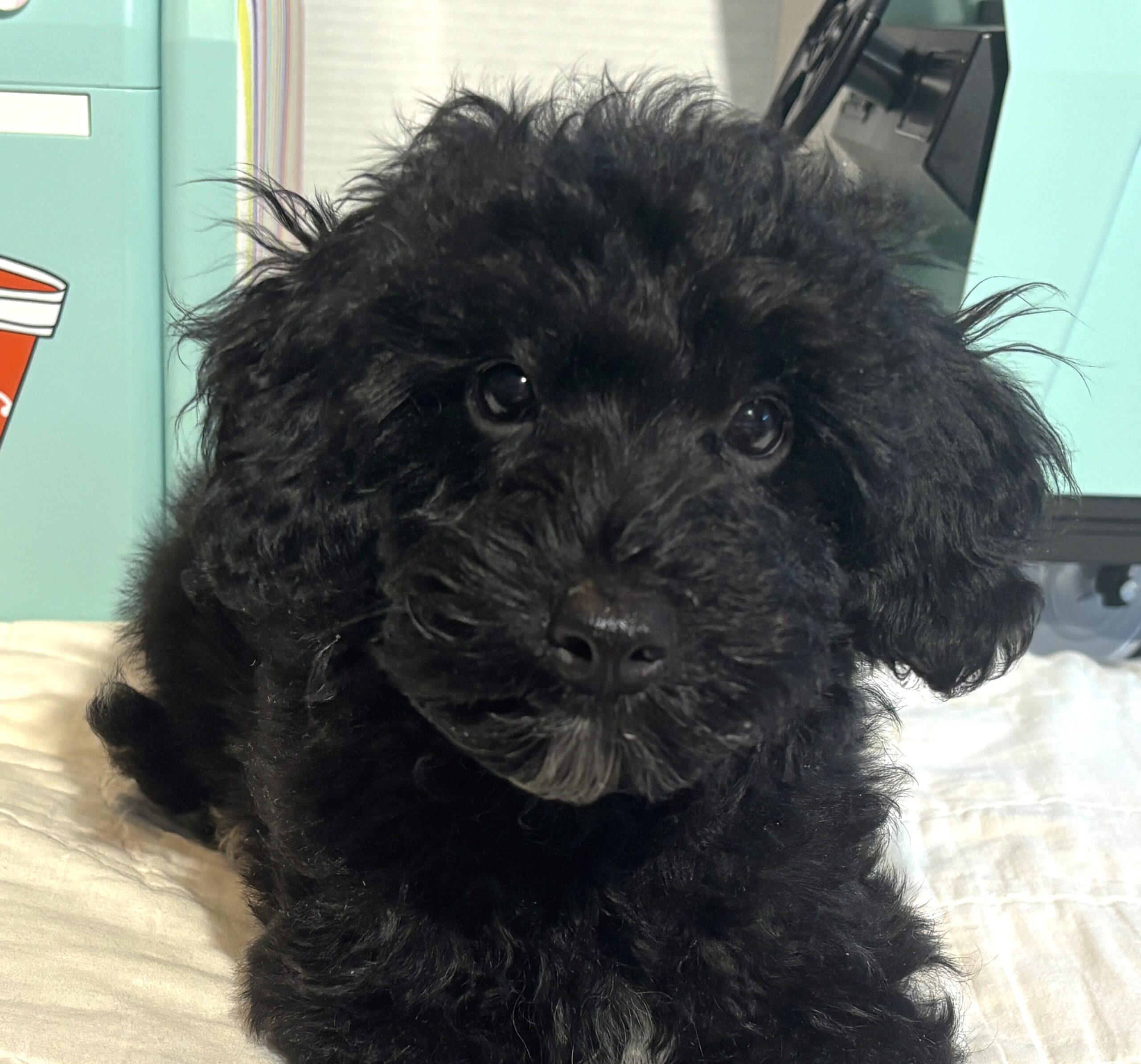 LUCKY – Toy Schnoodle $1800