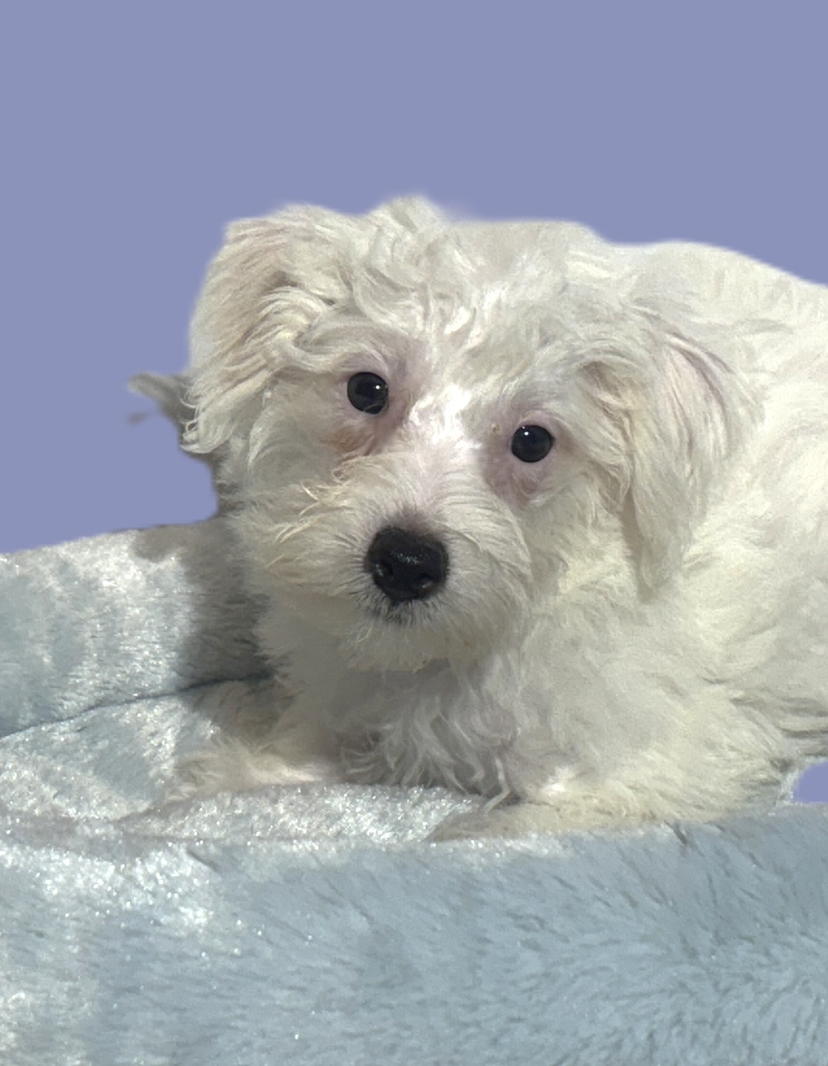 OLAF – Miniature Schnoodle $2000