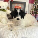 HOPE – Miniature Schnoodle $2300