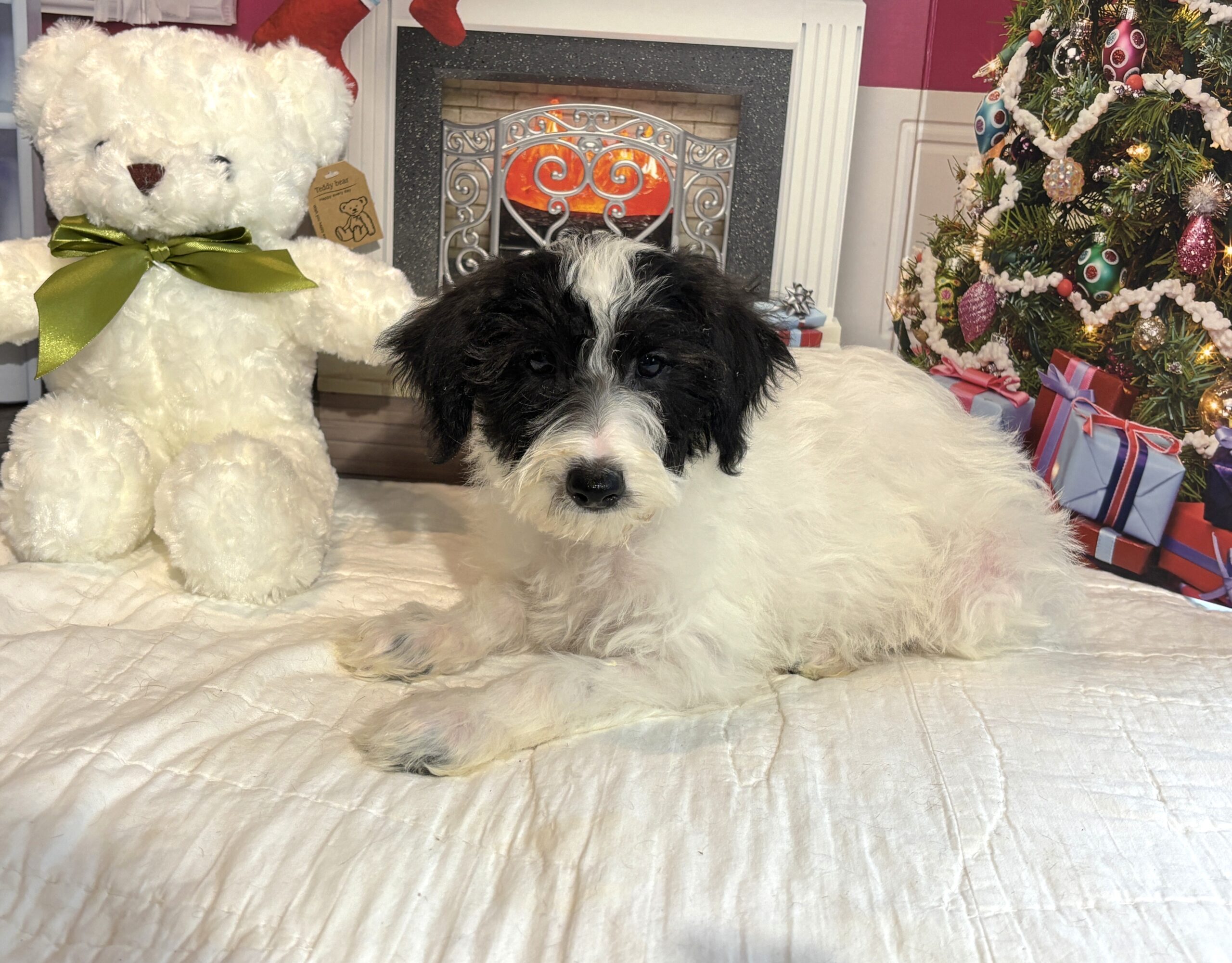 HOPE – Miniature Schnoodle $2300