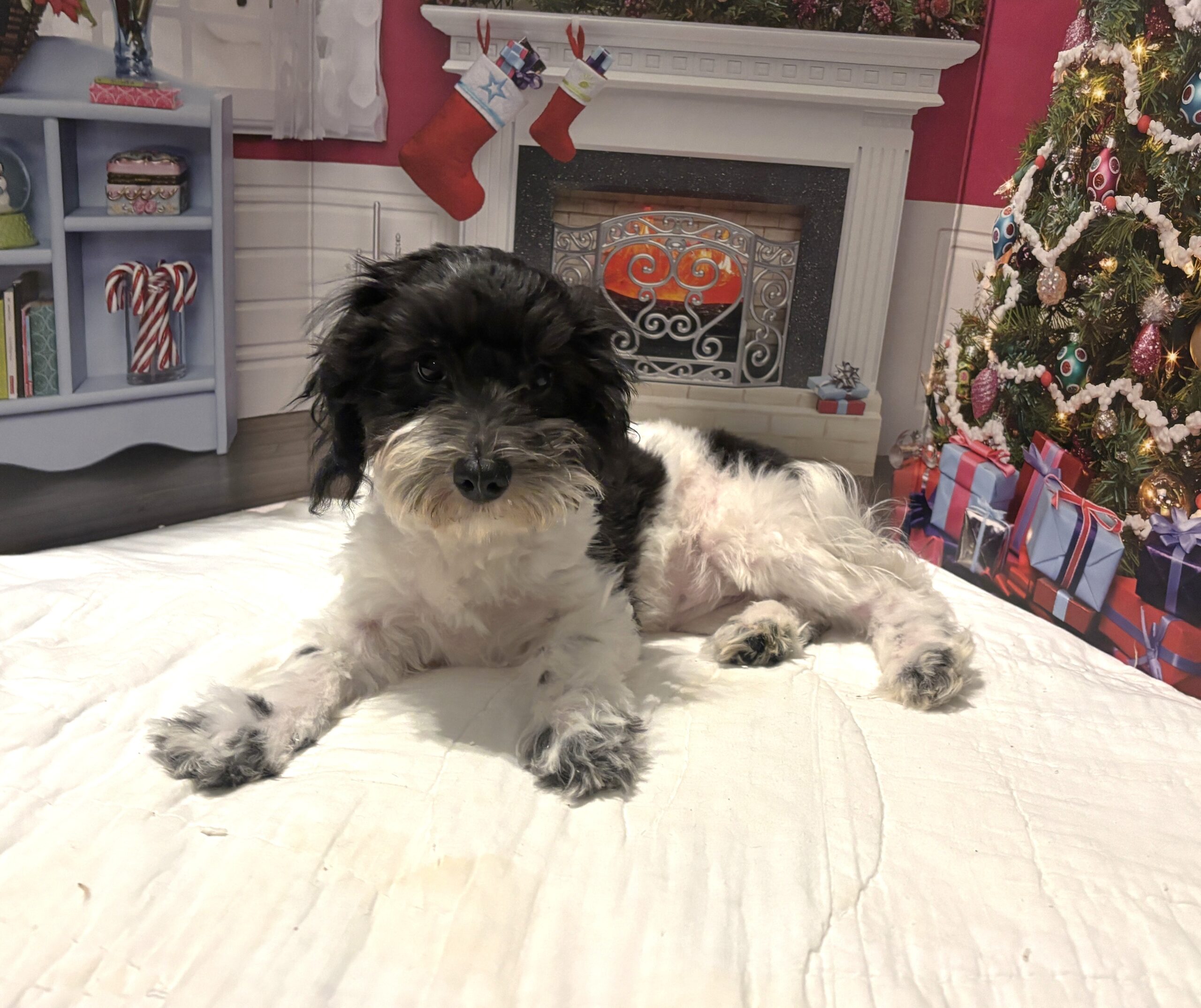 PANDORA – Bichon Mix $1500