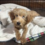 ANNA – Miniature Schnoodle $2500