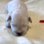 Bichon Puppies California