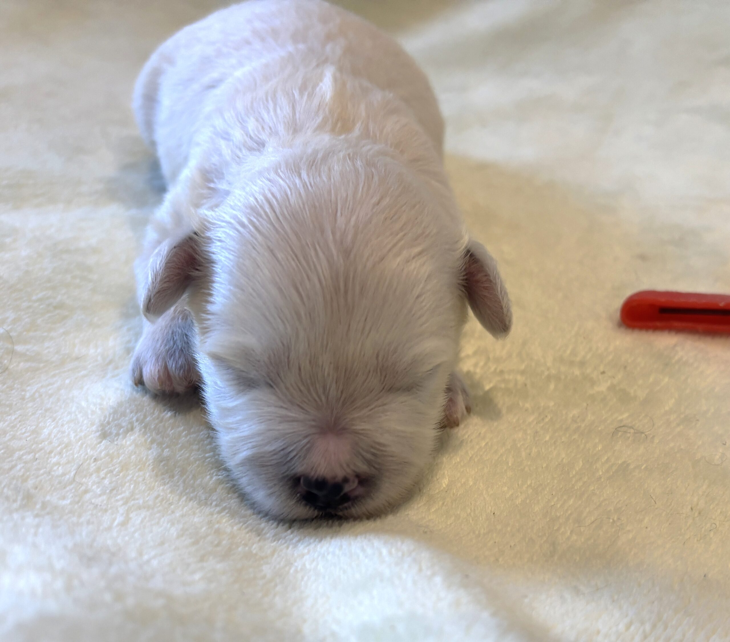 BETTY – Bichon Mix $1800