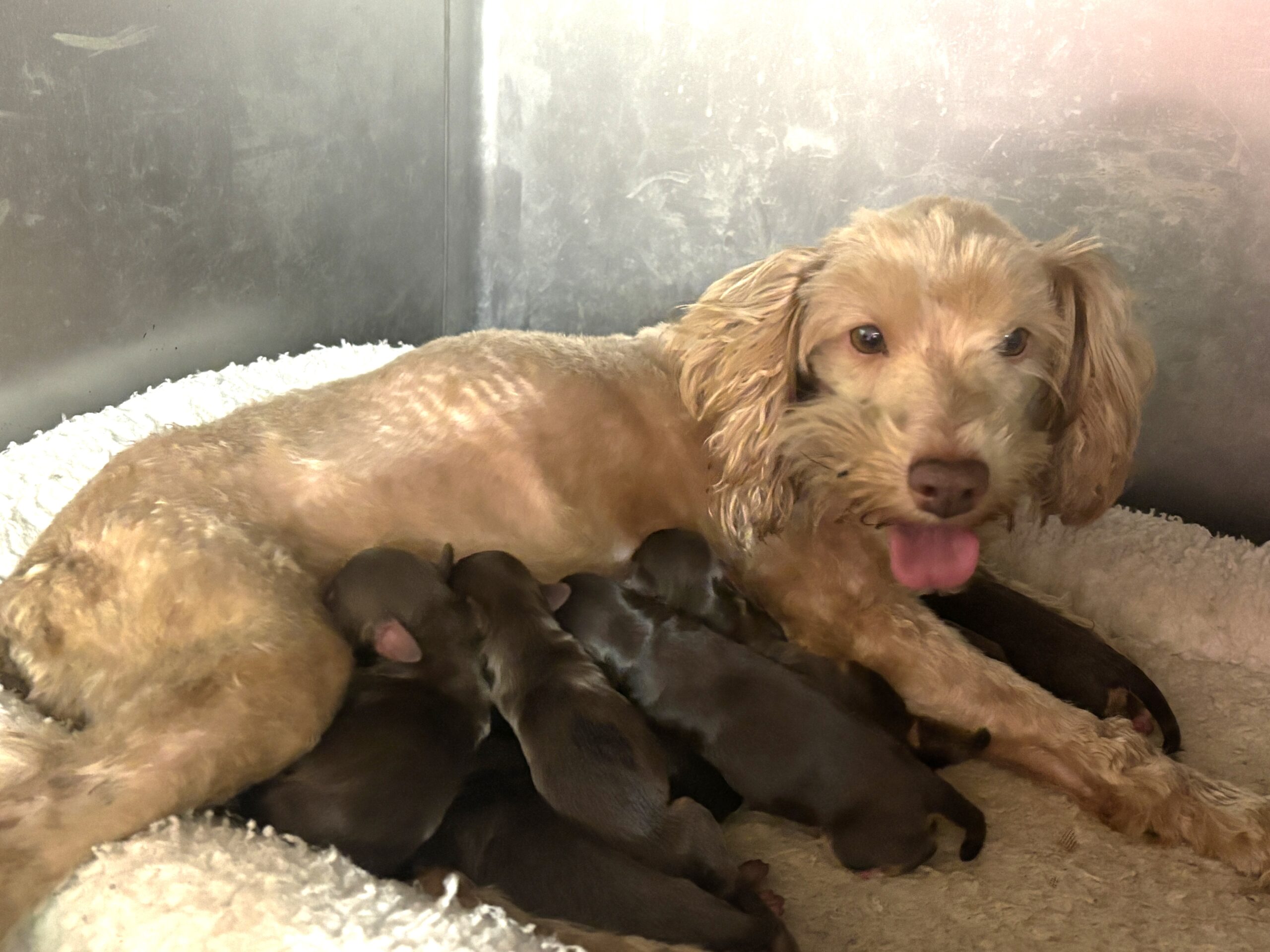 CHARITY’S Schnoodle Litter