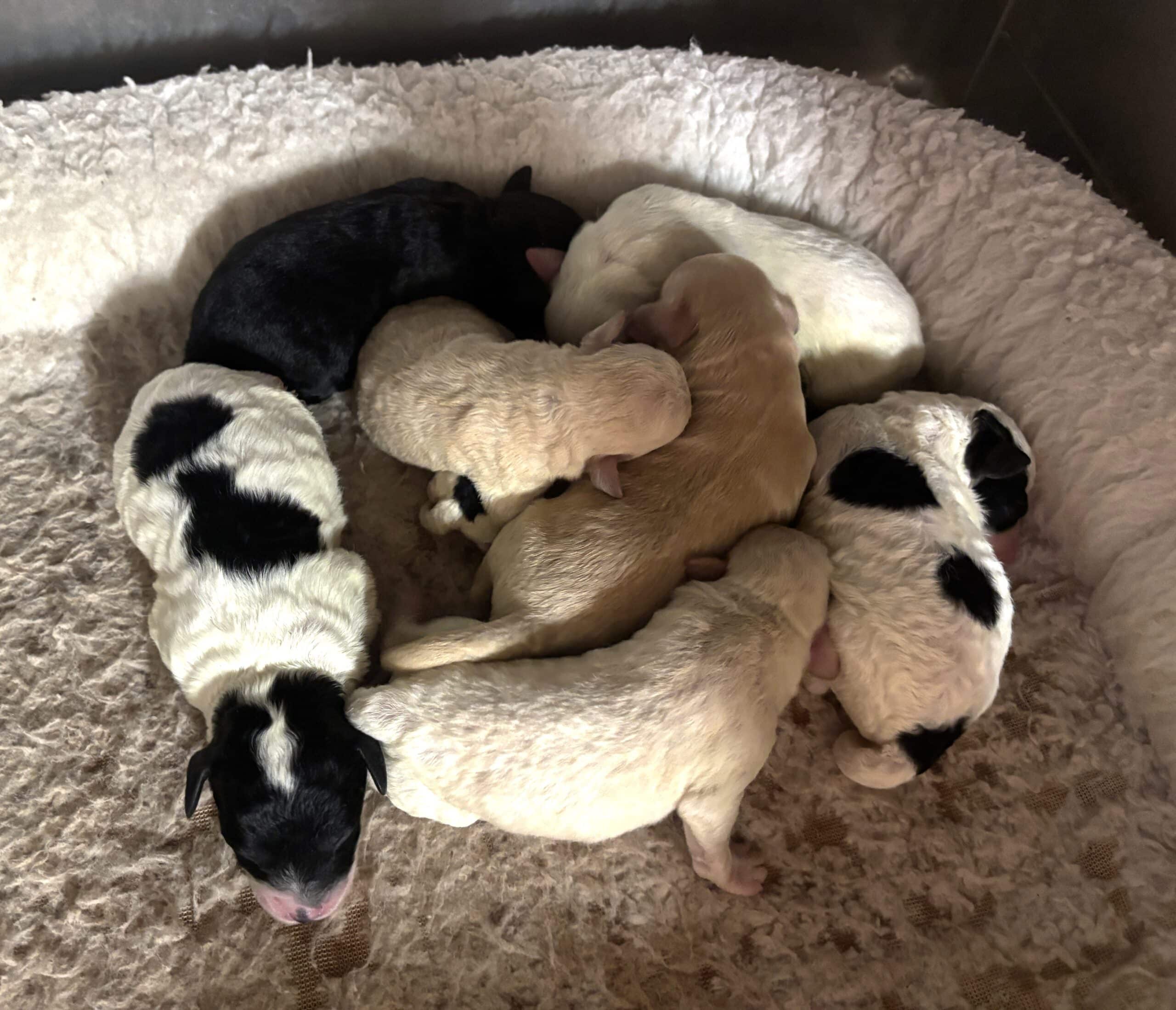 Emily’s Schnoodle Litter