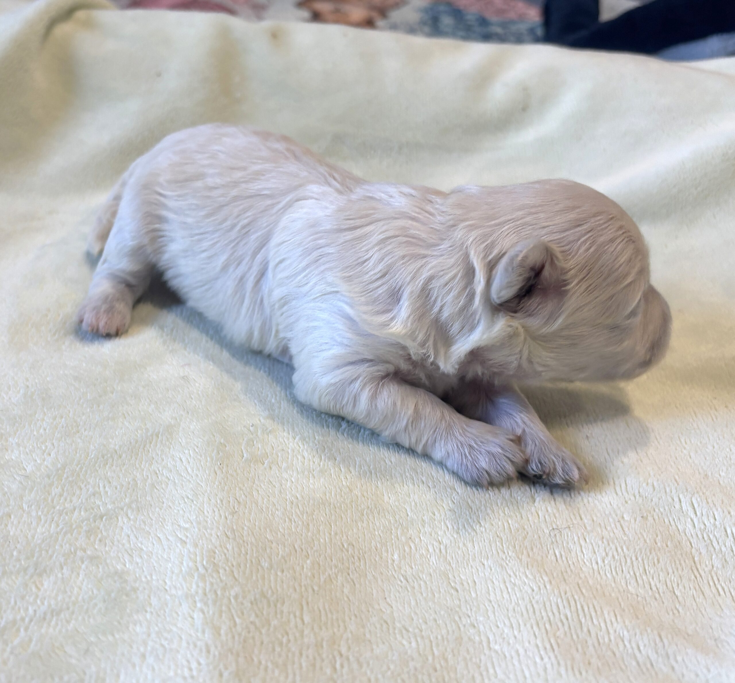 PEBBLES – Bichon Mix $1800