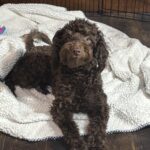 PENNY – Miniature Schnoodle  $2300